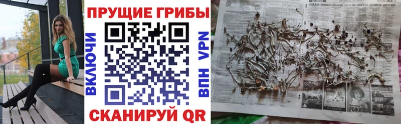 купить наркотики сайты  Калининец  Галлюциногенные грибы прущие грибы 